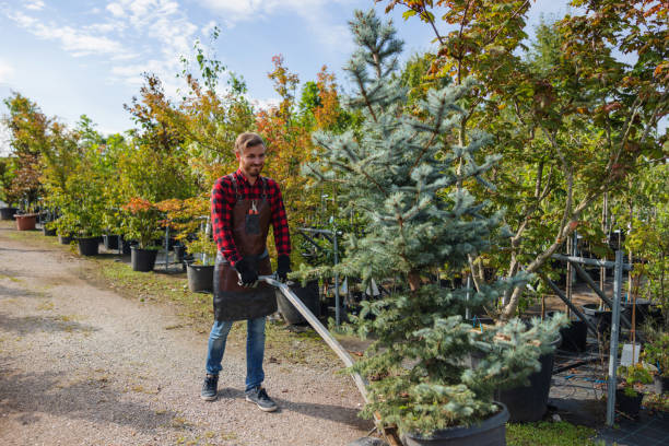 Best Hazardous Tree Removal  in Silverton, OR